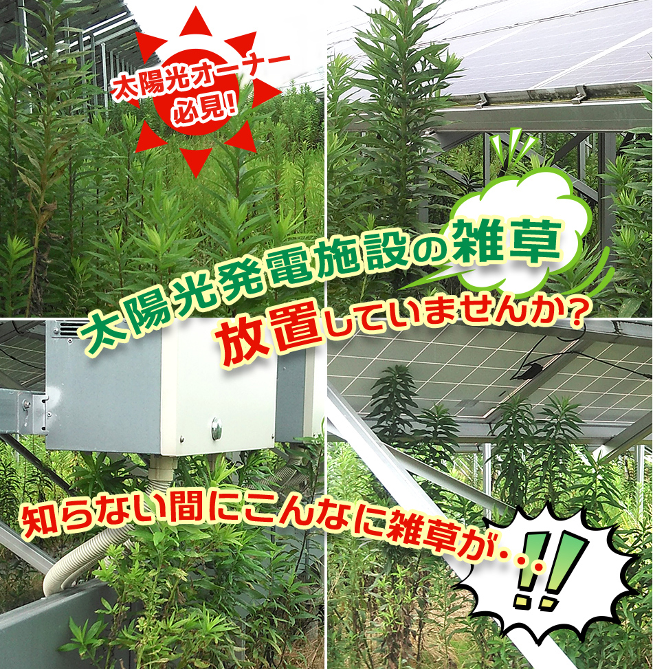 太陽光オーナー必見！太陽光発電施設の雑草、放置していませんか？知らない間にこんなに雑草が！！