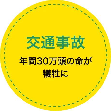 「交通事故」年間30万頭の命が犠牲に
